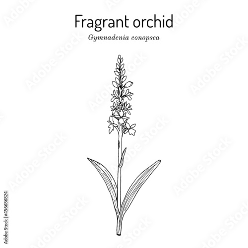 Chalk fragrant orchid Gymnadenia conopsea , medicinal plant