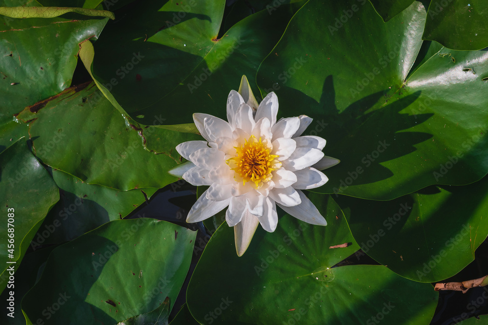 A water lily with green foliage in a pond on a sunny day. A white blooming flower of a water lily on the water of a pond. A water lily with green foliage in a pond on a sunny day. A white blooming flower of a water lily on the water of a pond.