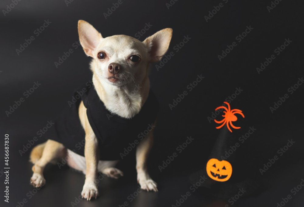 brown  short hair  Chihuahua dog sitting on black background with Halloween witch hat decorated with pumpkin face and spider.