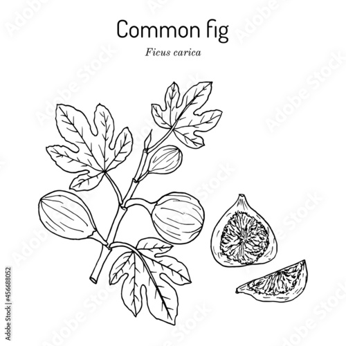 Common fig Ficus carica . Hand drawn vector illustration