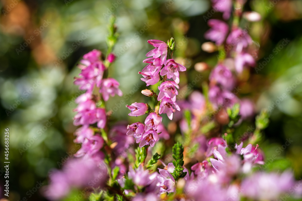 the blossoming heather in autumn on the mountains at a sunny september day