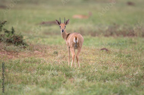 Free ranging male african antelope the oribi