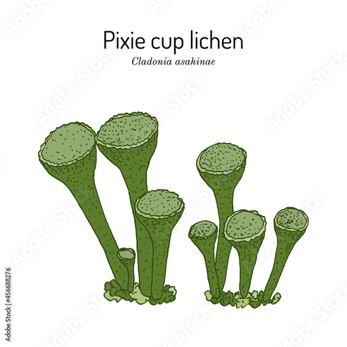 Pixie cup lichen Cladonia asahinae vector illustration