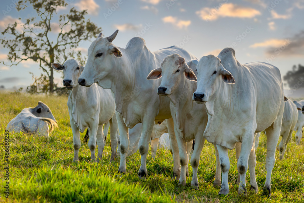 herd of Nelore cattle on pasture - obrazy, fototapety, plakaty 