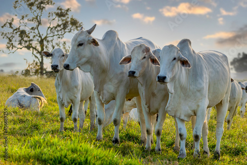 herd of Nelore cattle on pasture photo
