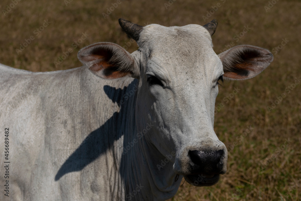 White Nellore cow head detail