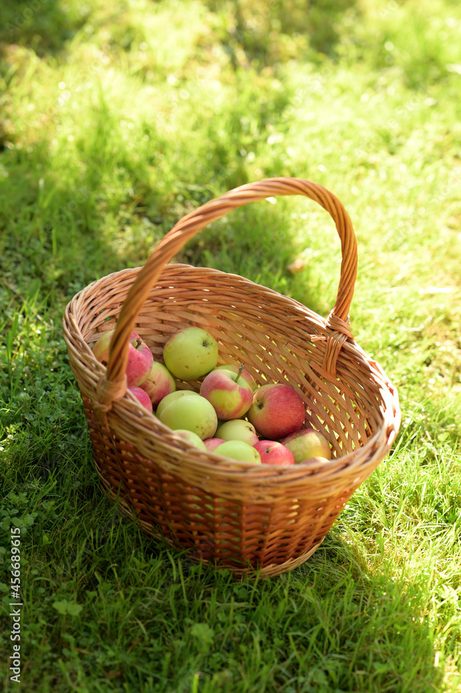 A wicker basket with apples on the grass. An image with a selective focus. A wicker basket with apples on the grass. An image with a selective focus.