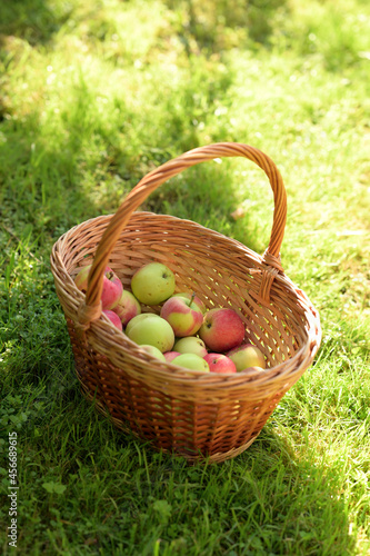 A wicker basket with apples on the grass. An image with a selective focus.