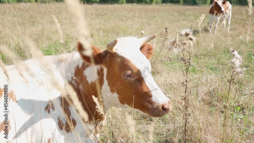 white and brown cow in meadow, grazes in field. Pasture. veterinary medicine, Dairy products, beef. beautiful cow Natural healthy products. Healthy food. Farm products, ranch animal husbandry, cattle photo