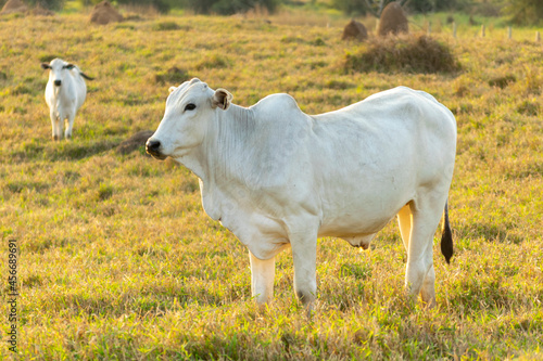 White Nelore cattle in pasture