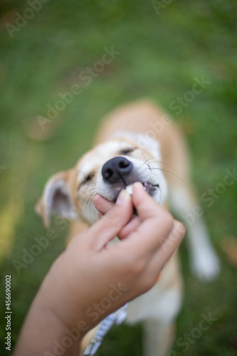 Funny dog smilling