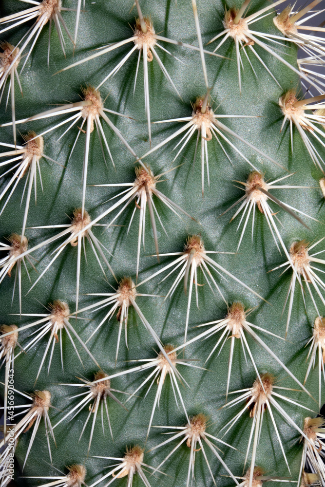 Close Up of Cactus Succulent Plant Macro Of Spikes and Thorns Close Up of Cactus Succulent Plant Macro Of Spikes and Thorns
