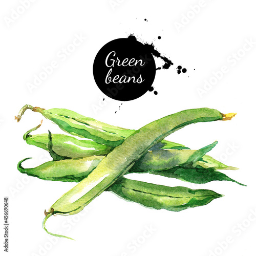 Green beans. Hand drawn watercolor painting vegetable on white background photo