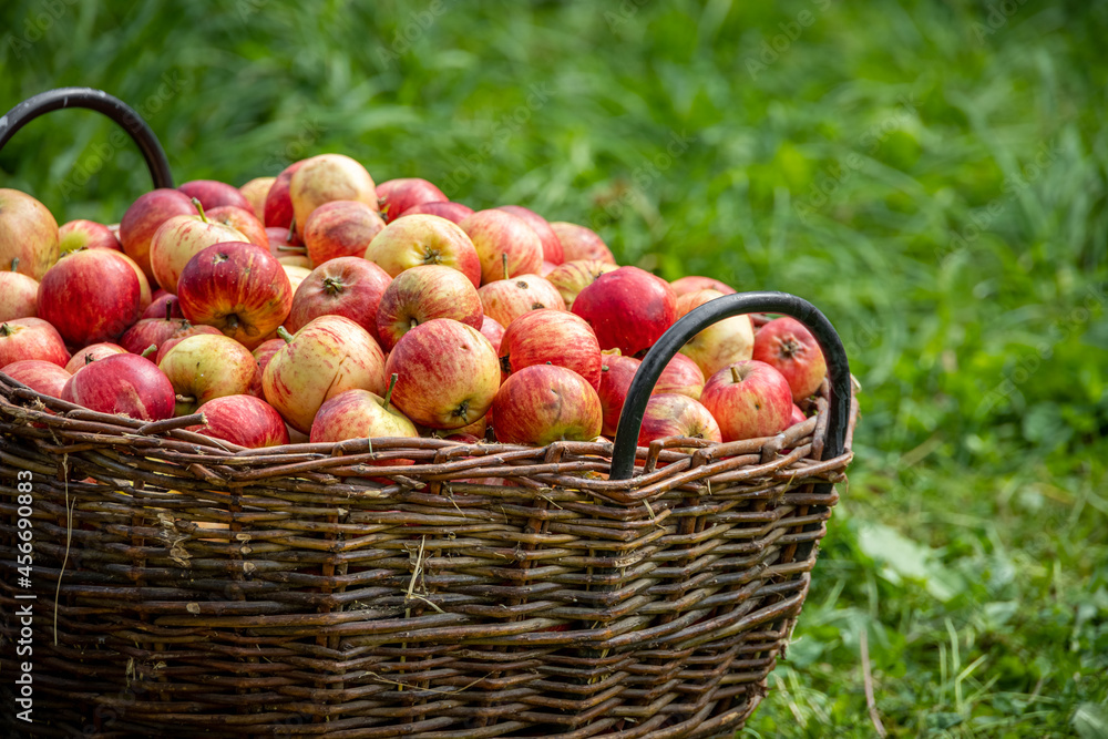 Knitted wooden basket with red apples on green field Knitted wooden basket with red apples on green field
