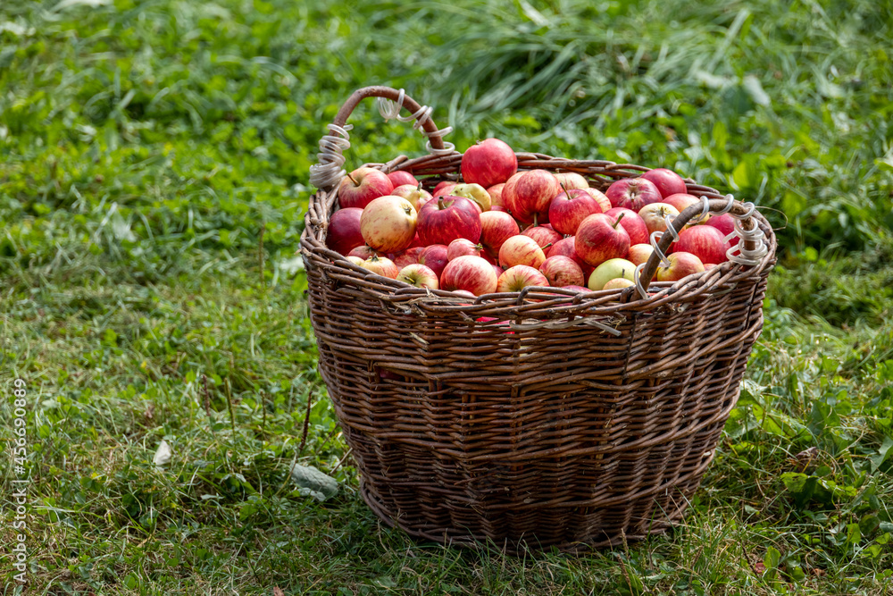 Knitted wooden basket with red apples on green field - autumn village theme Knitted wooden basket with red apples on green field - autumn village theme