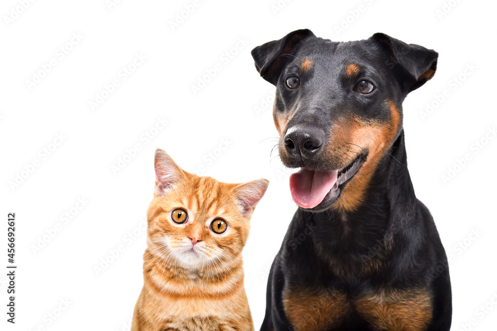 Obraz premium Portrait of a dog of breed Jagdterrier and kitten Scottish Straight, closeup, isolated on white background