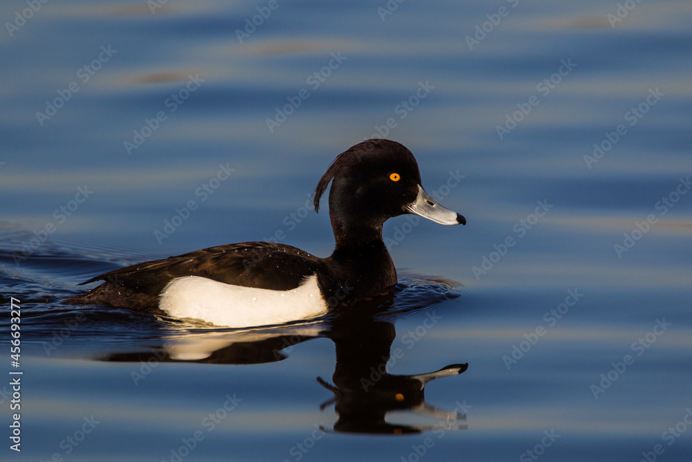 Obraz premium Tufted duck swimming on a pond in London, UK 