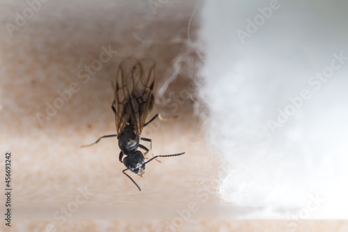 Fotografie Queen of Tapinoma magnum in a test tube is preparing to found the colony