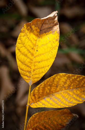 Yellow leaves on a walnut in autumn. photo