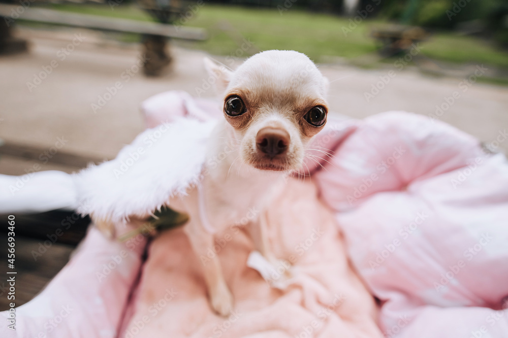 A beautiful, beloved white dog with large chihuahua ears sits on a bed. Portrait, photography.