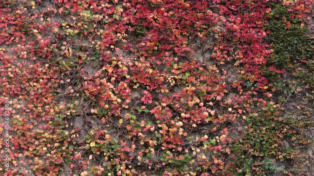 Close-up of red, green and orange leaves of a Boston Ivy, parthenocissus tricuspidata veitchii, in autumn on an old stone wall.
