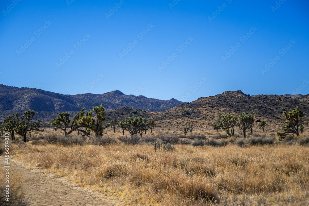 Joshua Trees in Joshua Tree National Park, California Joshua Trees in Joshua Tree National Park, California