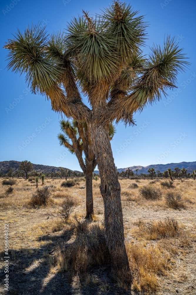 Joshua Trees in Joshua Tree National Park, California Joshua Trees in Joshua Tree National Park, California