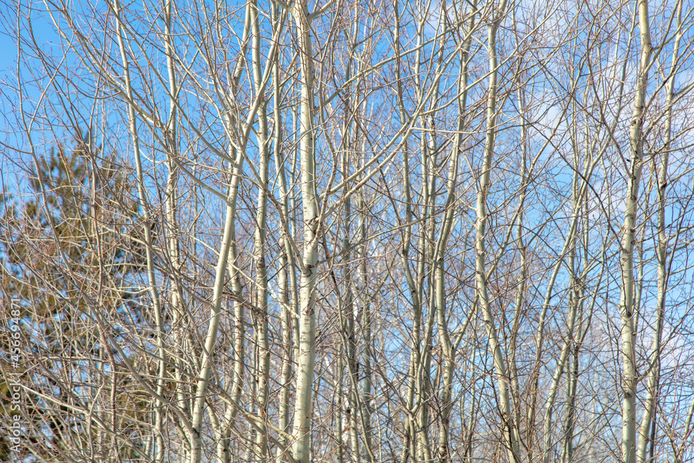 Fototapeta premium Bare branches on an aspen against a blue sky.