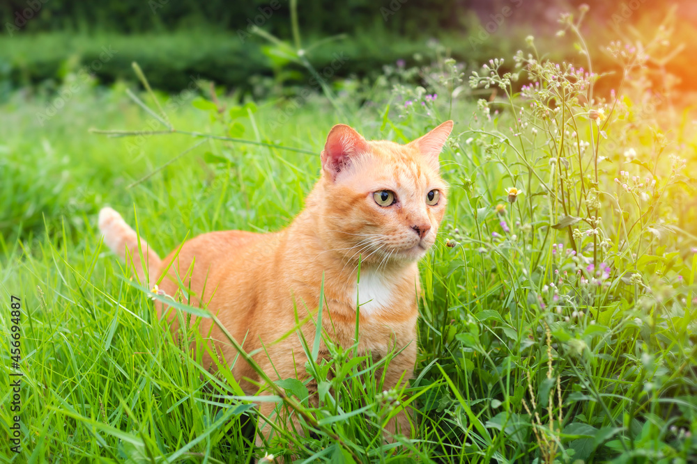 ginger cats in the grass are looking forward.