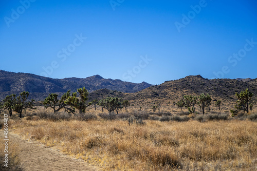 Joshua Trees in Joshua Tree National Park  California