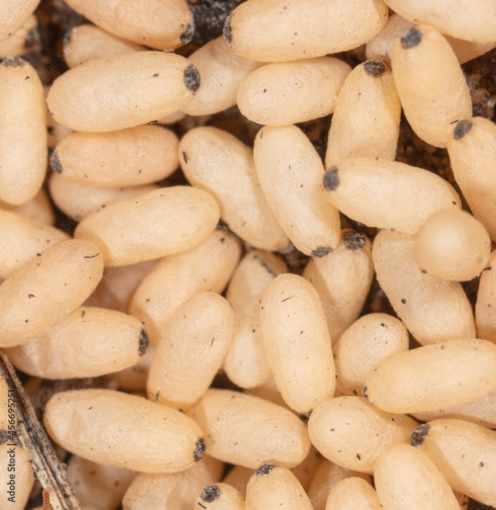 White ant eggs on the ground. White ant eggs on the ground.
