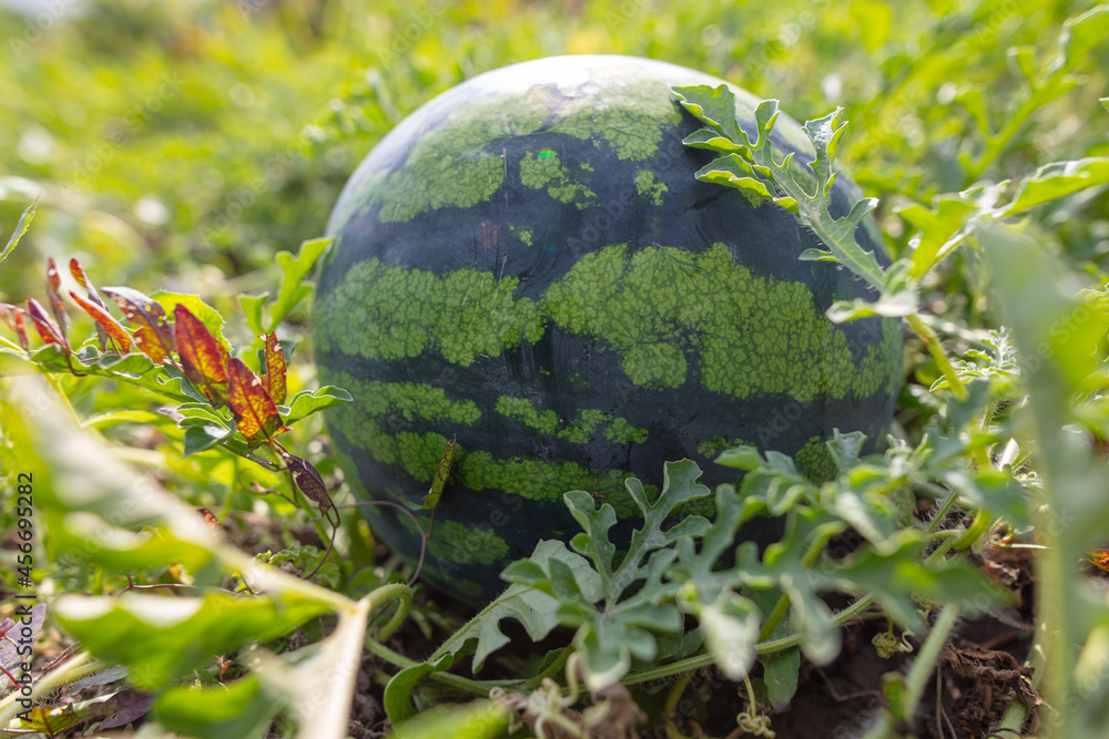 Ripe watermelon on the ground in the garden. Ripe watermelon on the ground in the garden.