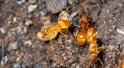 Ants with eggs on the ground.