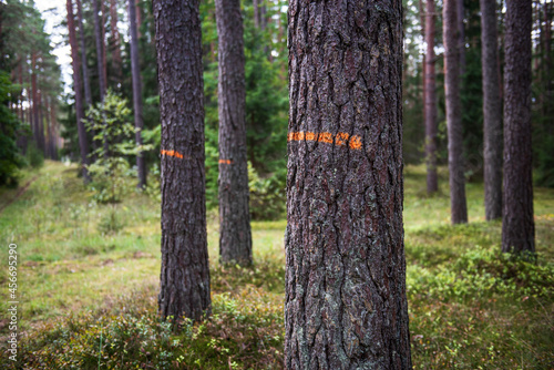 Pine tree trunks with orange stripes are drawn on them in forest in autumn day.