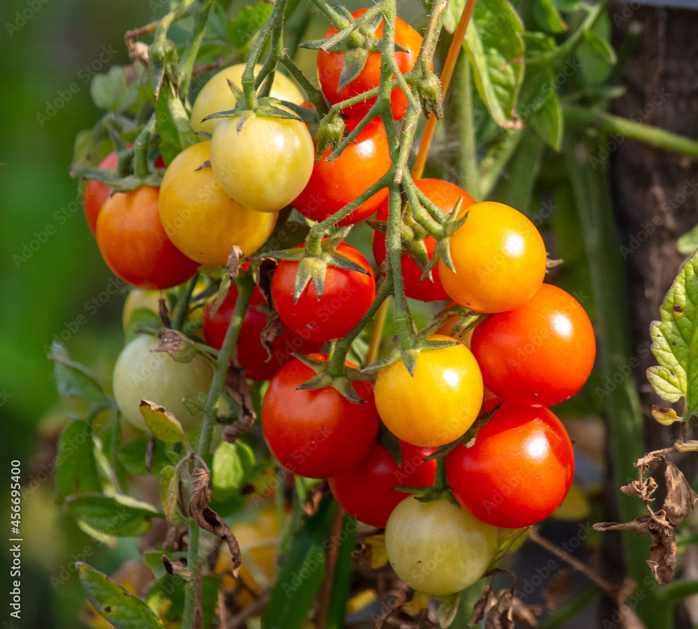 Tomatoes on a plant in a vegetable garden.
