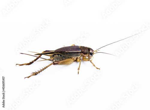 Brachytrupes portentosus, cricket bug isolated on a white background © Midnight Studio