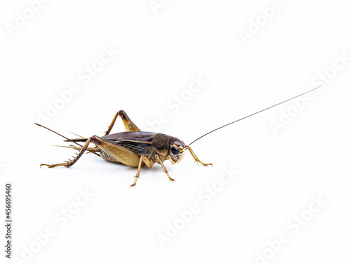 Obraz na plátně Brachytrupes portentosus, cricket bug isolated on a white background