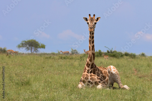 Fototapeta Naklejka Na Ścianę i Meble -  Rothschild's giraffe (Giraffa camelopardalis rothschildi) is a subspecies of the Northern giraffe and one of the most endangered distinct populations of giraffe