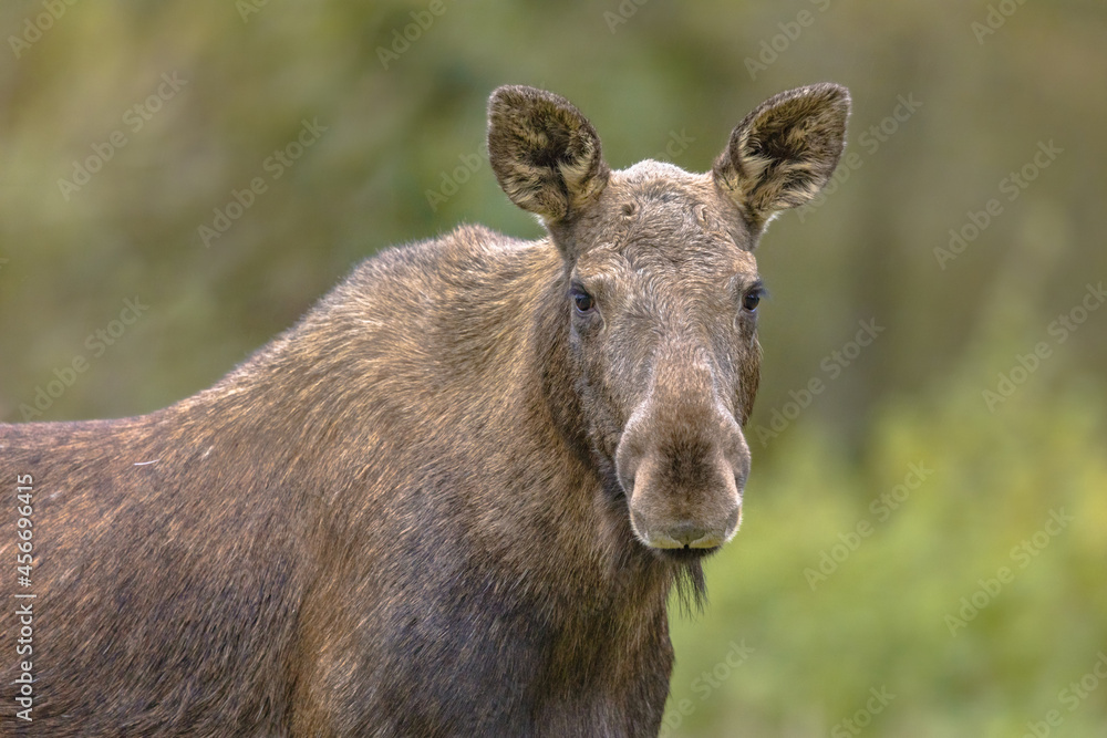 Moose female portrait with tranquil background Moose female portrait with tranquil background