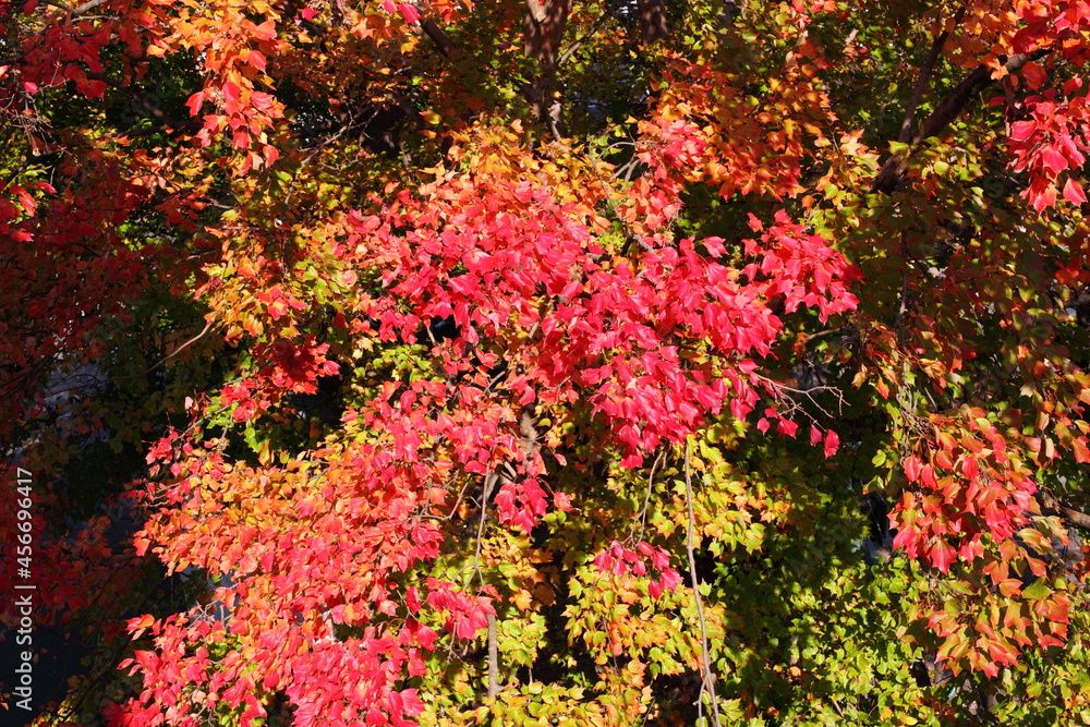 紅葉を見下ろす 紅葉を見下ろす
