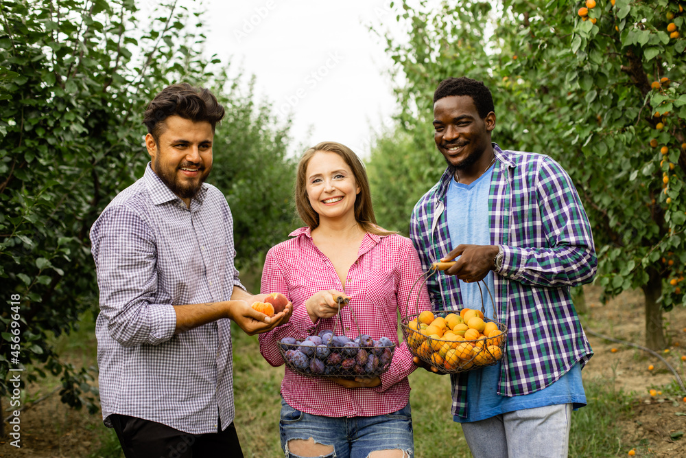 Obraz premium Co-workers at the fruit farm after picking harvest