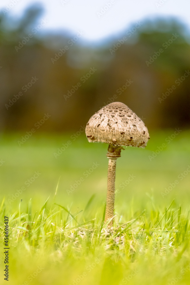 Parasol Mushroom in meadow Parasol Mushroom in meadow