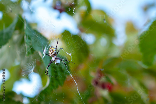 The Argiopa (Argiope lobata Pall) spider in the web eats its insect victim against the background of green foliage.
