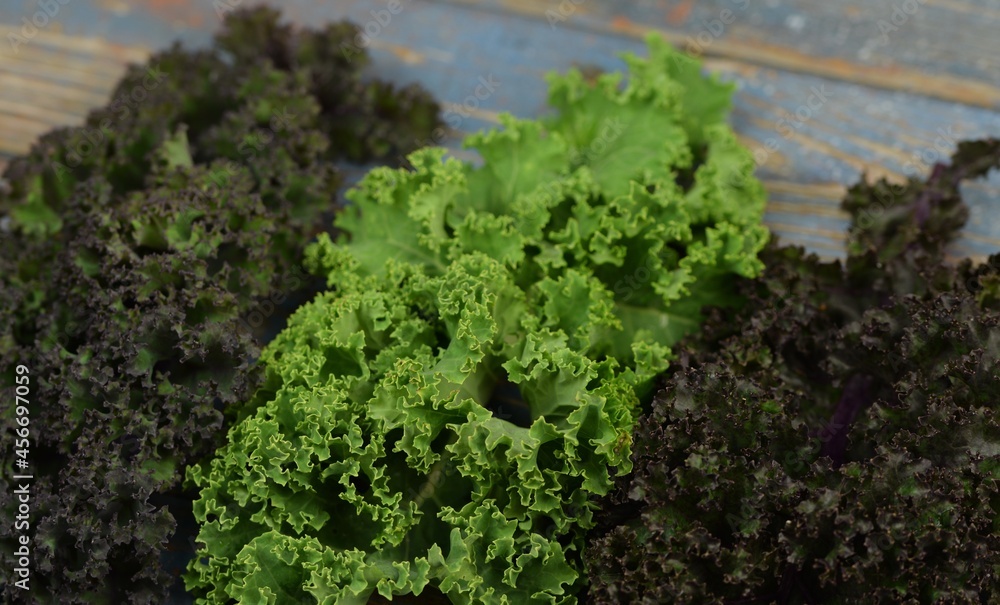Fresh green and red kale leaves closeup, different varietes of curly