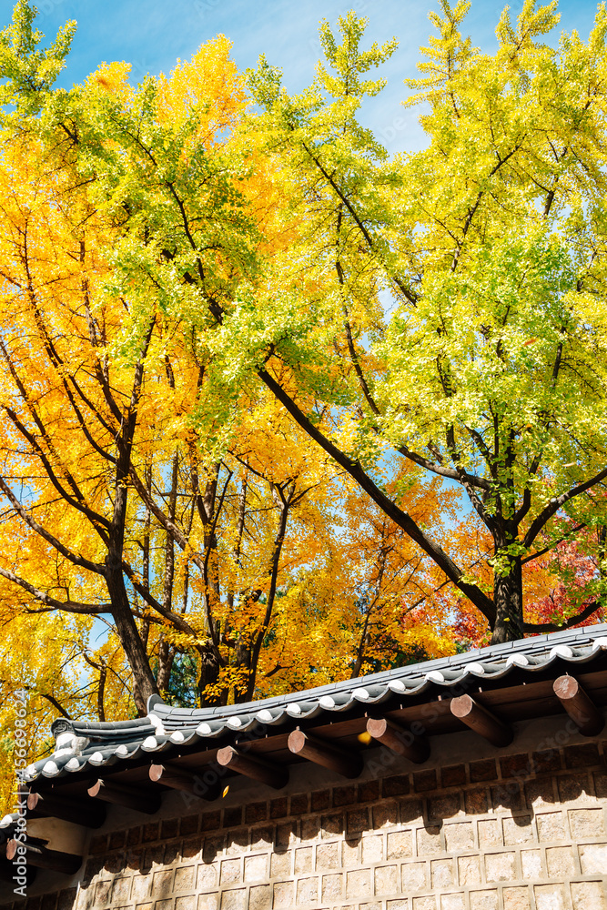 Deoksugung stonewall walkway with autumn leaves in Seoul, Korea Deoksugung stonewall walkway with autumn leaves in Seoul, Korea