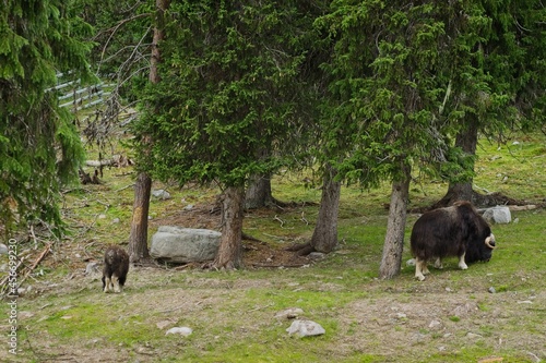 Large and small musk ox eat grass in Myskoxcentrum near T  nn  s in northern Sweden