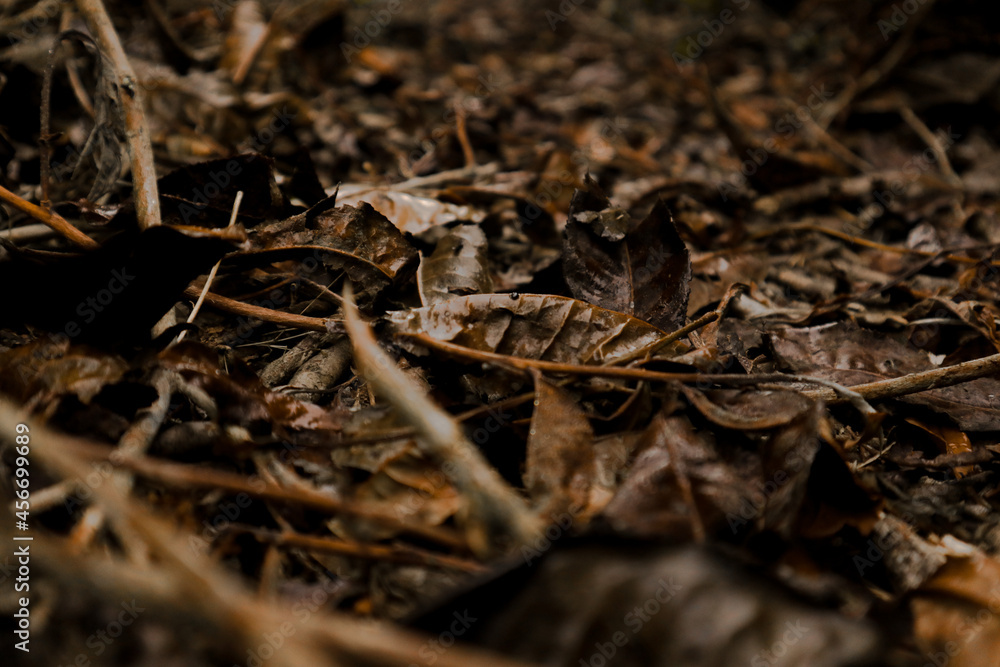 Dry leaves in the tea garden Pangalengan Indonesia Dry leaves in the tea garden Pangalengan Indonesia