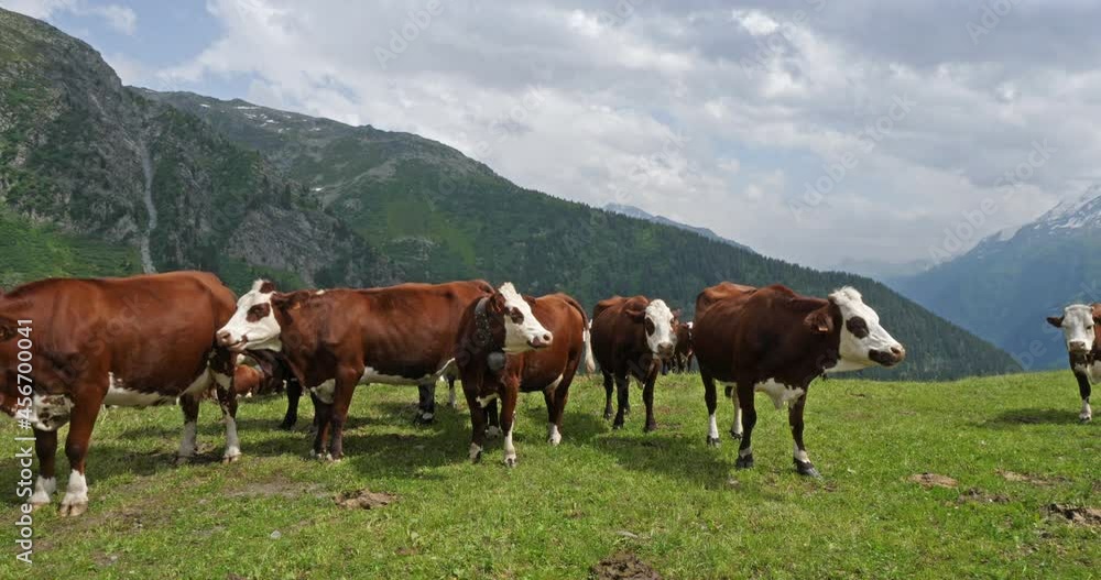 Cattle grazing in Savoie, french Alps, France Cattle grazing in Savoie, french Alps, France