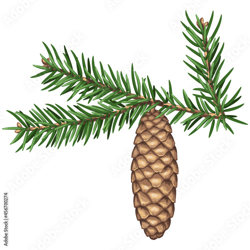 Illustration of spruce branch with needles and cone. Twig for Christmas and New Year design. Decorative plant.