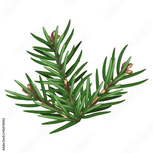 Illustration of spruce branch with needles. Twig for Christmas and New Year design. Decorative plant.